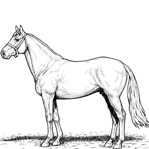 Horse Stallion Coloring Page